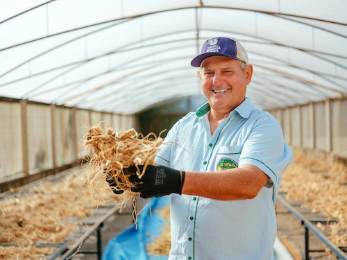 Das margens do rio Paraná ao mercado global: ginseng de Querência do Norte conquista IG