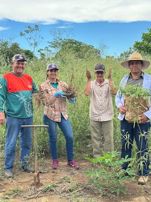 Das margens do rio Paraná ao mercado global: ginseng de Querência do Norte conquista IG