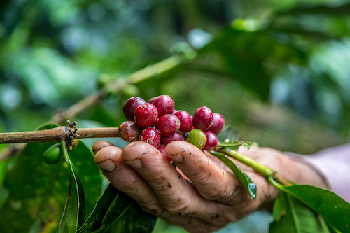 Construção do perfil do solo ganha espaço como estratégia para aumentar resiliência da cafeicultura