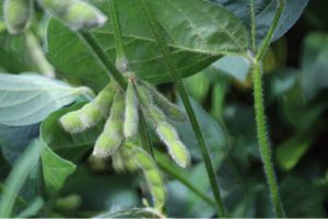 Com cenário mais desafiador na safra 2026/27, produtor deve redobrar atenção às cultivares