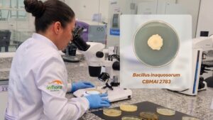 Bacilo de uso inédito no agro brasileiro amplia o combate biológico aos nematóides