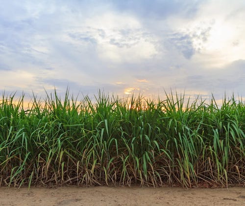 Grupo UbyAgro conquista 1º lugar em Nutrição Vegetal no setor sucroenergético e supera 1 milhão de hectares tratados na safra 2025/26