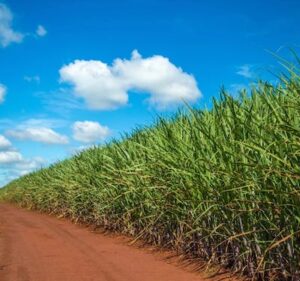 Grupo UbyAgro conquista 1º lugar em Nutrição Vegetal no setor sucroenergético e supera 1 milhão de hectares tratados na safra 2025/26