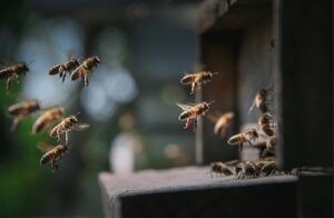 Melhores práticas globais na agricultura e conservação de polinizadores