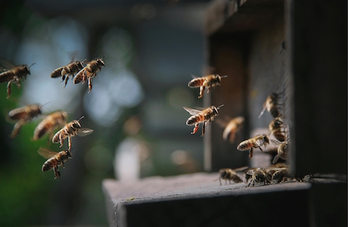 Melhores práticas globais na agricultura e conservação de polinizadores