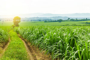 Safra de cana 2026/27 avança com recuperação produtiva e reforça a demanda por manejo eficiente no campo