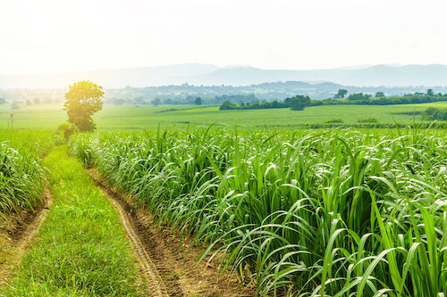 Safra de cana 2026/27 avança com recuperação produtiva e reforça a demanda por manejo eficiente no campo