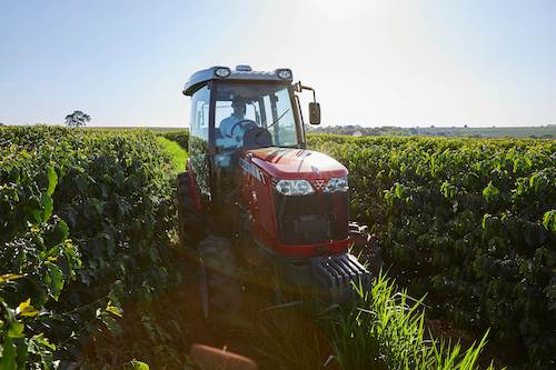 Dia Nacional do Café: mecanização impulsiona produtividade e fortalece liderança brasileira no setor