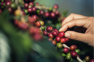 Nutrição do café ganha protagonismo e já influencia os primeiros indicadores da safra 2026/27