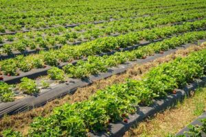Tecnologia nutricional no hortifruti: o caminho para reduzir perdas e elevar o padrão de qualidade exigido pelo mercado