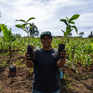 Guia orienta produtores rurais a como migrar da pecuária para sistema agroflorestal