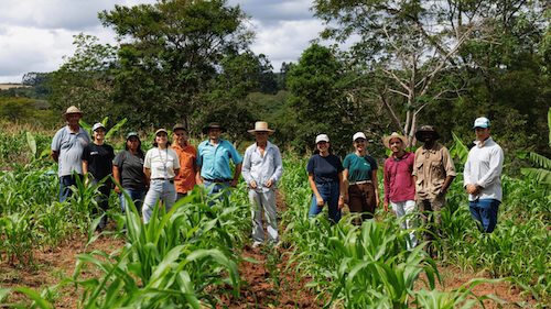  Guia orienta produtores rurais a como migrar da pecuária para sistema agroflorestal