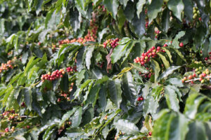 Rainbow participa da Expocafé com soluções voltadas à manutenção da sanidade e aumento de produtividade das lavouras cafeeiras