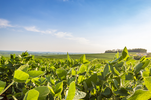 Área tratada com defensivos agrícolas aumenta 7,5% em 2025