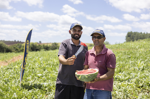 Melancia conquista consumidores pelo sabor e amplia oportunidades comerciais em diferentes regiões do Brasil