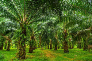 Sustentabilidade e competitividade da palma amazônica ganham destaque na XVII FIPA
