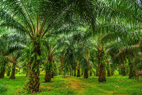 Sustentabilidade e competitividade da palma amazônica ganham destaque na XVII FIPA