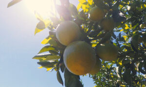 51ª ExpoCitrus: Koppert apresenta tecnologias decisivas para o sucesso na citricultura