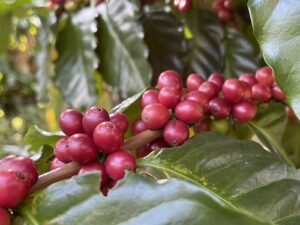 StoneX: comentário sobre o mercado de café