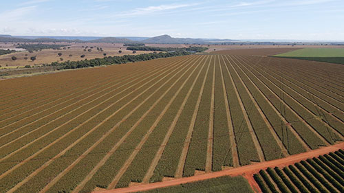 Performance de sementes de sorgo começa antes mesmo do plantio
