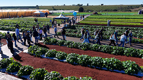 Evento que marcou gerações de produtores completa 20 anos impulsionando a horticultura brasileira