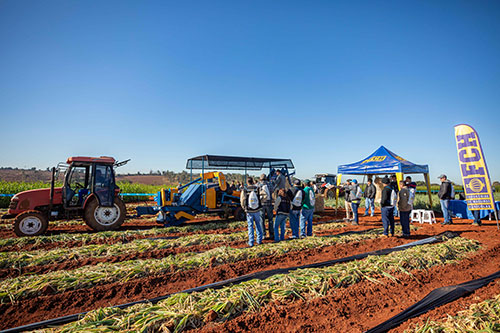 Edição histórica dos 20 anos de Open Field Day terá 2,8 hectares de área cultivada e demonstrações de colheita mecanizada de cebolas