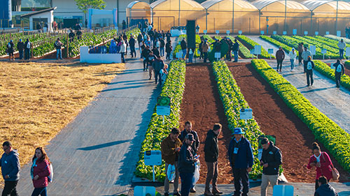 Edição histórica dos 20 anos de Open Field Day terá 2,8 hectares de área cultivada e demonstrações de colheita mecanizada de cebolas