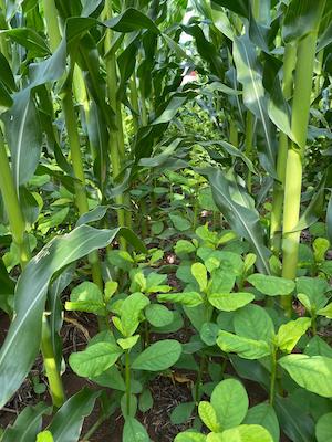 Agricultura regenerativa avança, mas demanda um período de transição