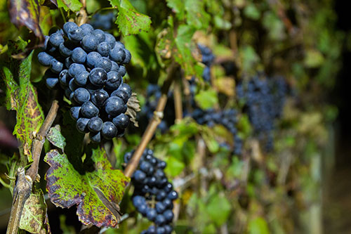 Safra de inverno 2026: vitivinicultura brasileira consolida expansão e alta produtividade