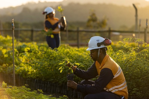 Appian e Atlantic Nickel investem mais de R$ 28,7 milhões em ações socioambientais e revegetam o equivalente a 543 campos de futebol da Mata Atlântica