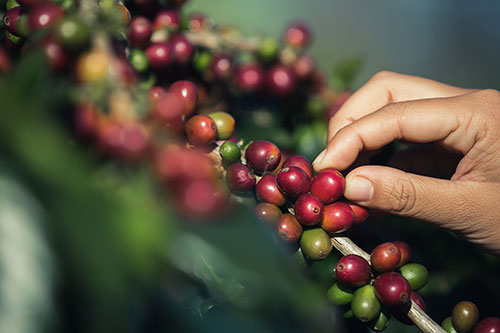 Soluções biológicas maximizam rentabilidade de cafeicultores