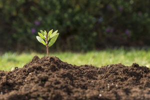 Bahia Farm Show abre caminho para o IV Simpósio Brasileiro de Solos Arenosos, que reunirá grandes nomes da ciência e do agro em setembro