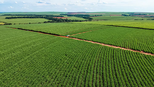 Mercado de biológicos cresce 34% na cana e consolida nova dinâmica de proteção de cultivos no Brasil