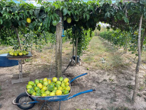Impactos positivos do projeto “Fruticultura irrigada do Vão do Paranã” ganham repercussão nacional
