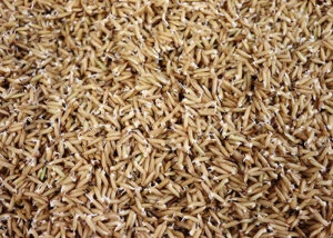 Pesquisa demonstra que arroz germinado é mais nutritivo