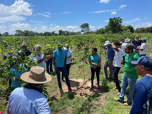 Impactos positivos do projeto “Fruticultura irrigada do Vão do Paranã” ganham repercussão nacional