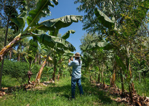 Radar AgTech mapeia startups do agro na América Latina e no Caribe