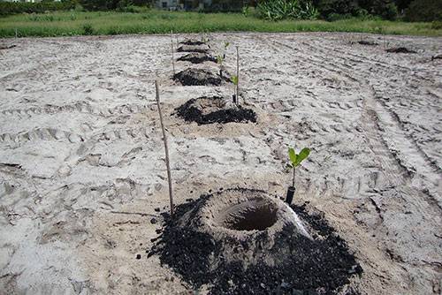 Hidrogel e biochar aumentam eficiência no uso de água na cajucultura do Semiárido