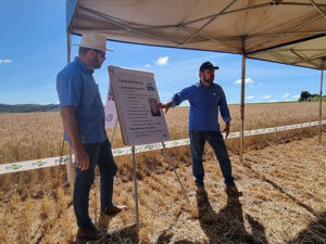 Cultivar BRS Savana é destaque em Dia de Campo sobre trigo safrinha no DF