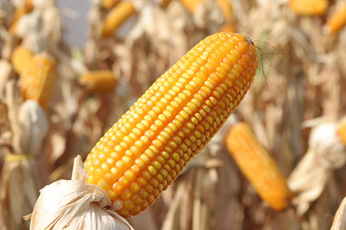 Produtividade três vezes acima da média nacional coloca manejo integrado no centro da nova agricultura do milho