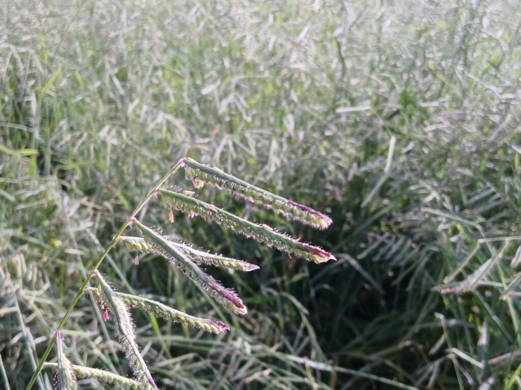 Redução de 55% na produção de sementes de ruziziensis exige planejamento antecipado para safra 2025/26