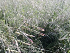 Redução de 55% na produção de sementes de ruziziensis exige planejamento antecipado para safra 2025/26