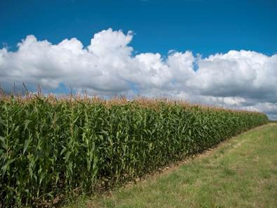 Clima irregular e pragas desafiam milho às vésperas da colheita