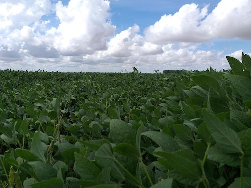Projeto piloto desenvolve métricas para agricultura regenerativa na soja