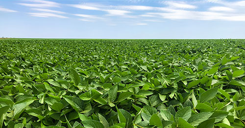  Escudo biológico blinda a produtividade da soja contra mudanças climáticas e falta de chuva