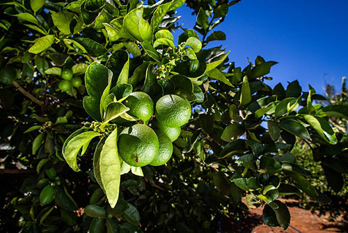 Estratégias de manejo protegem a produtividade e a longevidade dos pomares cítricos contra o greening