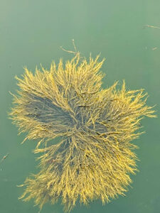 Bioestimulante à base da alga Ascophyllum nodosum é inovação para uma agricultura mais sustentável