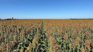 Com safrinha sob risco, produtor encontrou no sorgo uma solução para rentabilidade e manejo de plantas daninhas