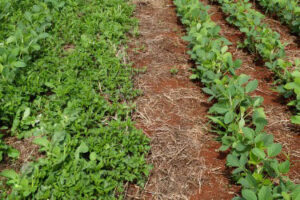 Planta daninha como o Caruru muda dinâmica do manejo da soja e coloca pré-emergentes no centro da estratégia