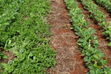Caruru avança nas lavouras de soja e reforça importância do manejo pré-emergente